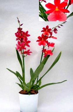 Cambrias