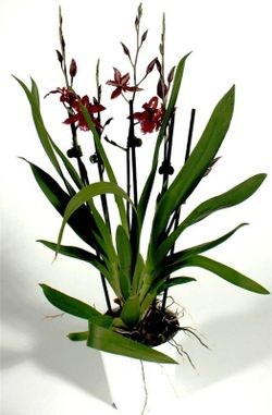 Cambrias