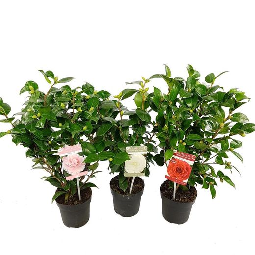 Camellia Japónica