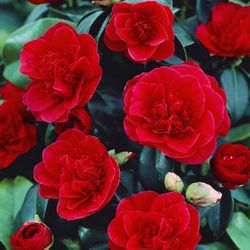 Camellia Japónica