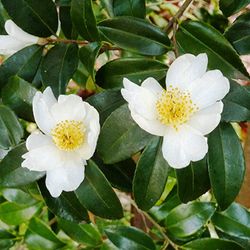 Camelia Sinensis Planta del Té