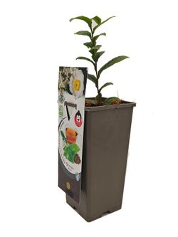 Camelia Sinensis Planta del Té