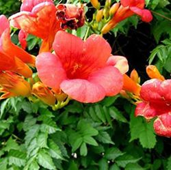 Campsis Grandiflora Jazmín de Virginia