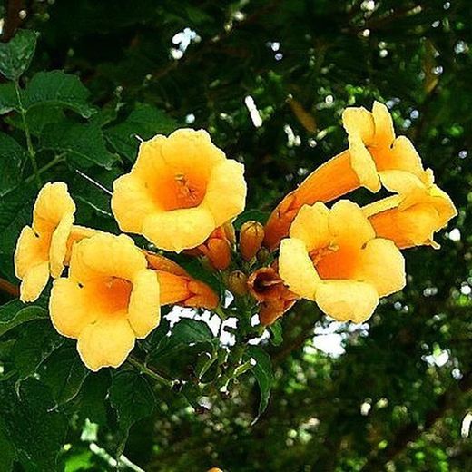 Campsis Radicans Flava
