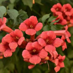 Campsis Radicans
