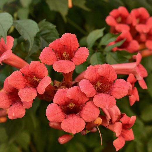Campsis Radicans