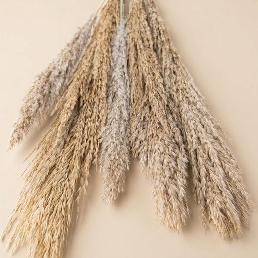 Silvestre Plumeau Sec 6 PCS.
