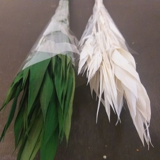 Cañas con hojas