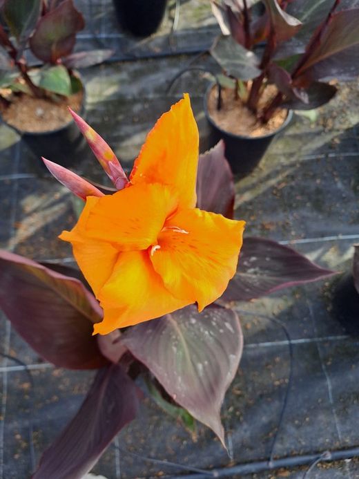 CANNA NARANJA (HOJA MARRON)