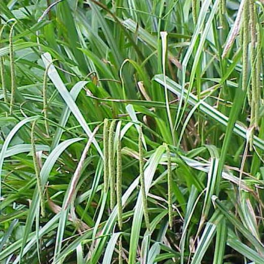Carex pendula
