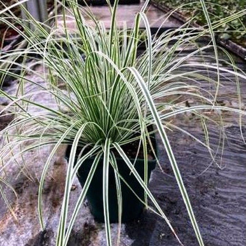 Carex Vs Caja 6 uds.