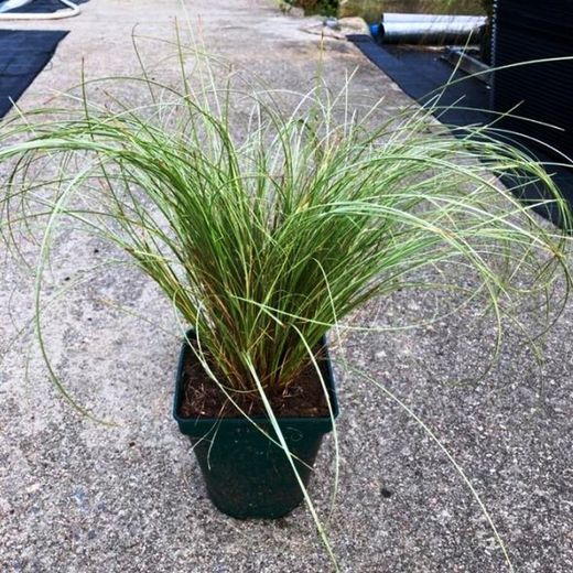 Carex Vs Caja 6 uds.