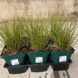 Carex Vs Caja 6 uds.