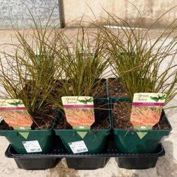 Carex Vs Caja 6 uds.