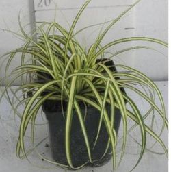 Carex Vs Caja 6 uds.