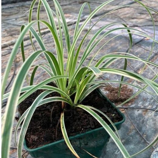 Carex Vs Caja 6 uds.