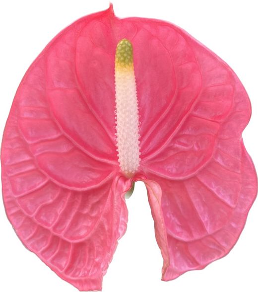 Anthurium Caribo