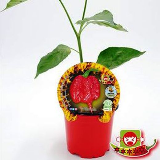 Carolina Reaper