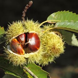 Castaño castanea Sativa