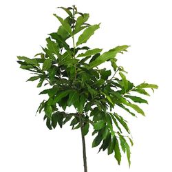 Castaño castanea Sativa