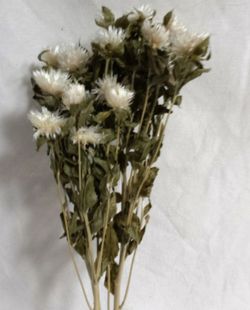 Carthamus/Helichrysum Colors Sec