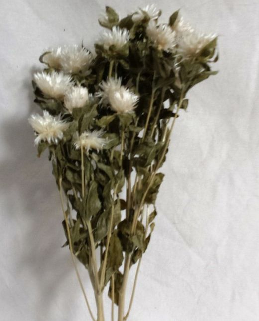 Carthamus/Helichrysum Colors Sec