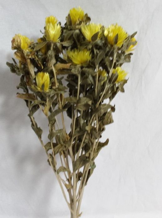 Carthamus/Helichrysum Colors Sec