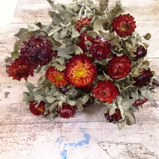 Carthamus/Helichrysum Colors Sec