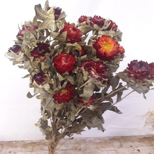 Carthamus/Helichrysum Colores Seco