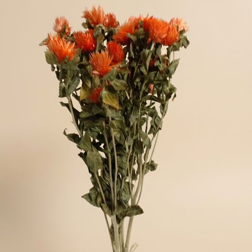 Carthamus/Helichrysum colores seco
