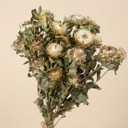 Carthamus/Helichrysum colores seco
