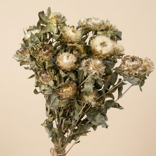 Carthamus/Helichrysum colores seco