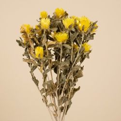 Carthamus/Helichrysum colores seco