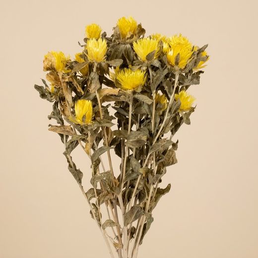 Carthamus/Helichrysum colores seco