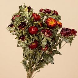 Carthamus/Helichrysum colores seco