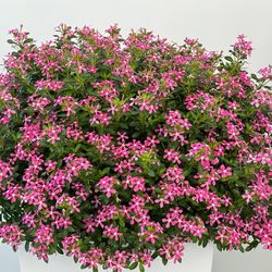 Catharanthus Hibrid Soirée caixa 6 u.