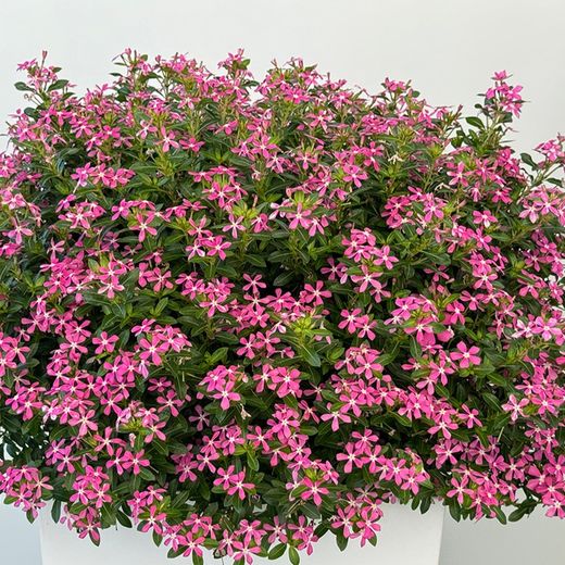 Catharanthus Hibrid Soirée caja 6 uds.