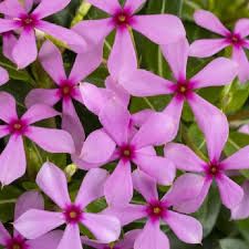 Catharanthus Hibrid Soirée caixa 6 u.