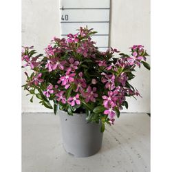 Catharanthus Hibrid Soirée caixa 6 u.
