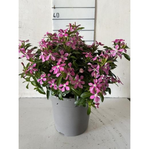 Catharanthus Hibrid Soirée caixa 6 u.