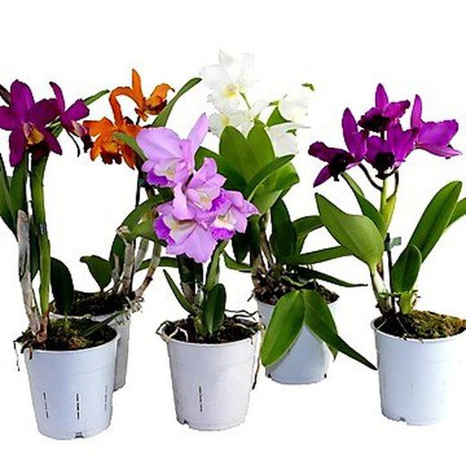 Cattleyas
