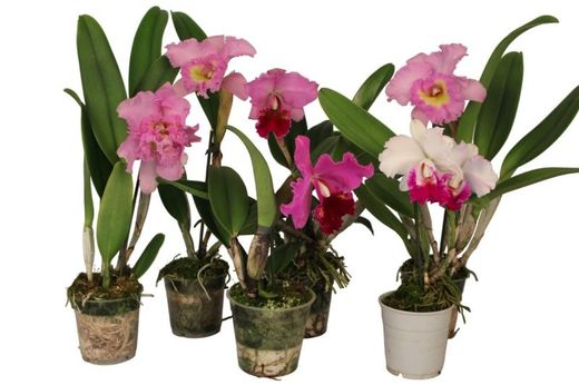 Cattleyas