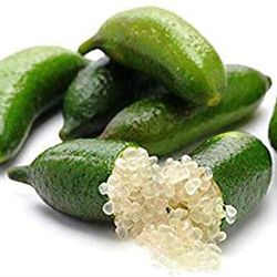 Caviar cítrico, Dedo de Lima