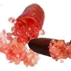 Caviar cítrico, Dedo de Lima