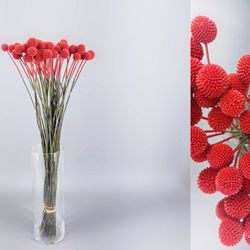 Ram Craspedia Natural Tenyida 50 tiges