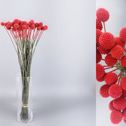 Ram Craspedia Natural Tenyida 50 tiges