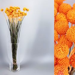 Ram Craspedia Natural Tenyida 50 tiges