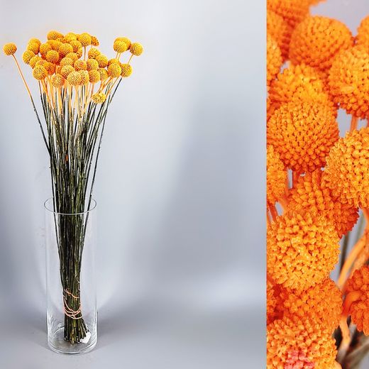 Ram Craspedia Natural Tenyida 50 tiges