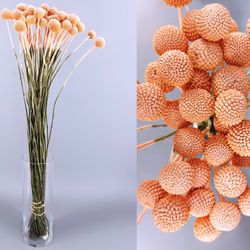 Ram Craspedia Natural Tenyida 50 tiges