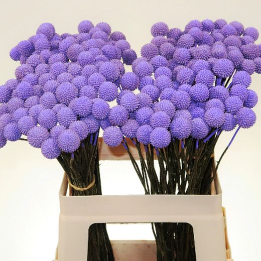 Ram Craspedia Natural Tenyida 50 tiges